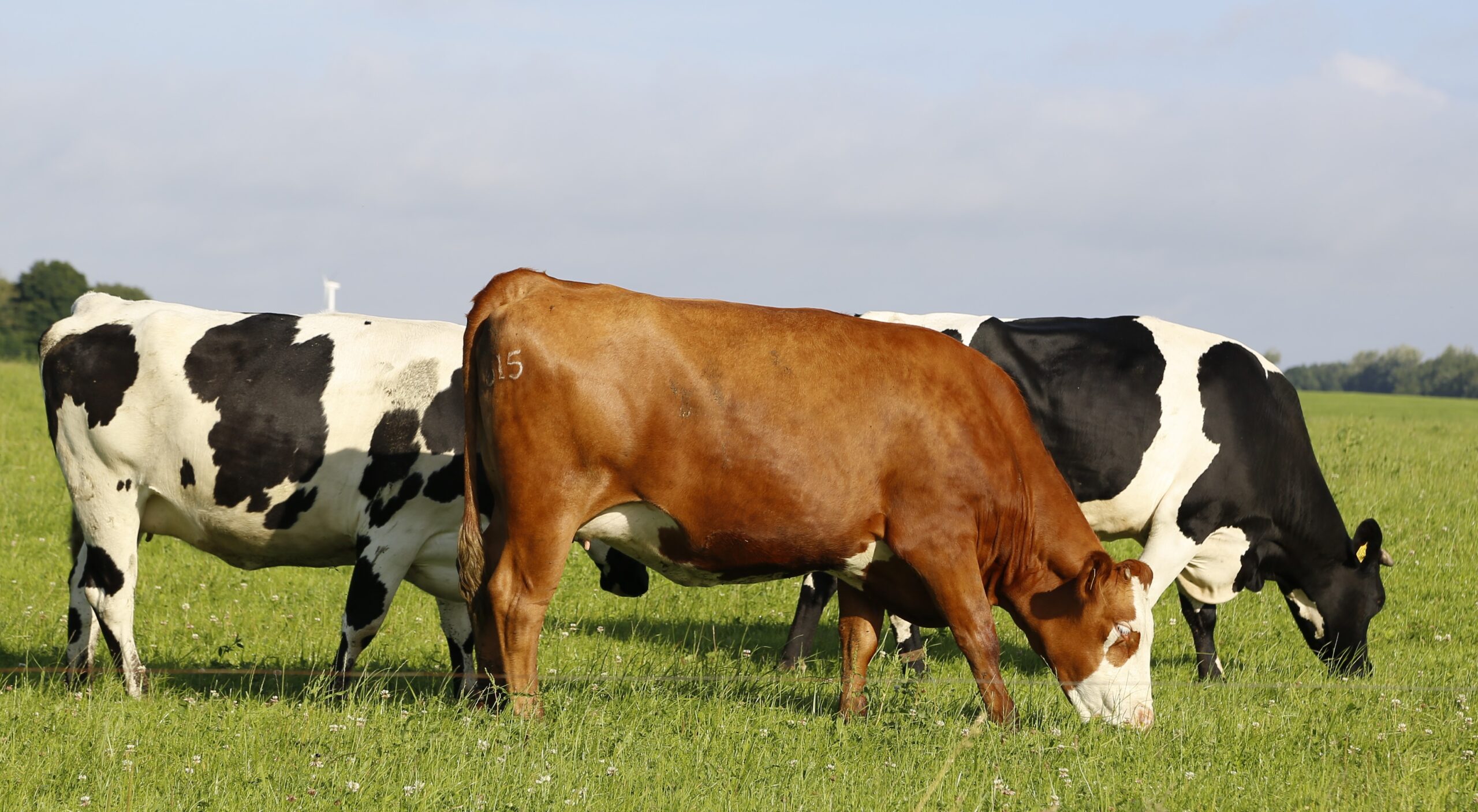 Razkrivava: Odpadki iz Dobrunj zakopani na kmetijah